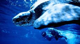 Кадр из фильма "Атлантис" - 2