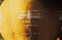 Кадр Солнце в листве айвового дерева