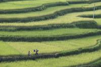 Кадр Соловей