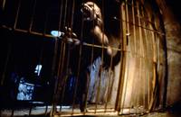 Кадр Американский оборотень в Париже