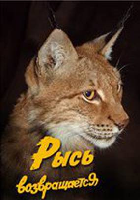 Рысь возвращается