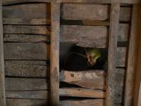 Кадр Приключения Пиноккио