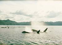 Кадр Планета Земля