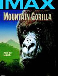 Mountain Gorilla