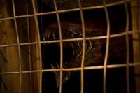 Кадр Риддик 3D