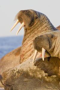 Кадр Мишка на севере