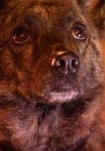 Литтл Беар фото