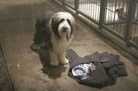 Кадр Лохматый папа