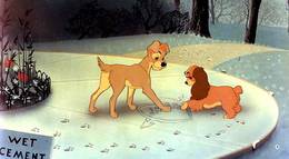 Кадр из фильма "Леди и бродяга" - 2