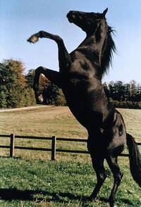 Кадр Черный красавчик