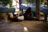 Кадр Грейсленд