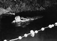 Кадр Африка зовёт