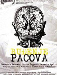 Пробуждение крыс