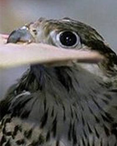 Шеру, чудо-птица фото