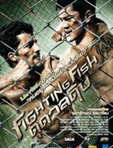 Бойцовая рыбка