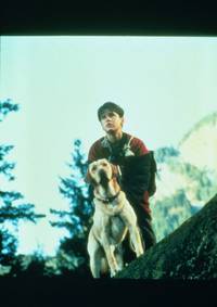 Кадр Далеко от дома: Приключения желтого пса