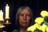 Кадр Цветы календулы