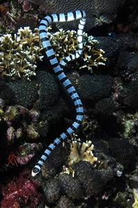 Кадр На глубине морской 3D