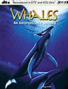 Whales: An Unforgettable Journey