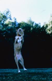 Кадр Король футбола