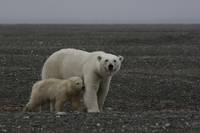 Кадр Россия — царство тигров, медведей и вулканов