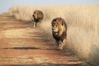 Кадр Африканское сафари 3D