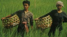 Кадр из фильма "Рисовые люди" - 1