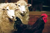 Кадр Бешеные скачки