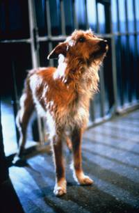 Кадр Король футбола