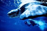 Кадр Атлантис