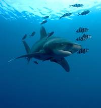 Кадр Большое путешествие вглубь океанов 3D: Возвращение