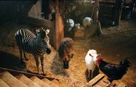 Кадр Бешеные скачки