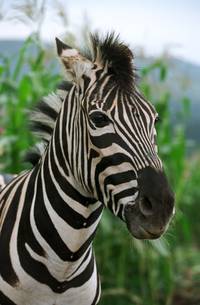 Кадр Бешеные скачки