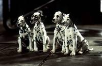 Кадр 101 далматинец