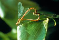 Кадр Микрокосмос