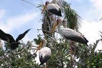 Кадр Окаванго 3D. Африканское сафари