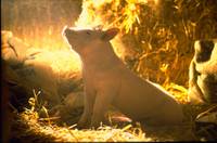 Кадр Бэйб: Четвероногий малыш