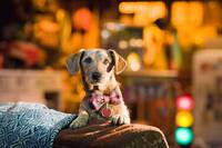 Кадр Мармадюк