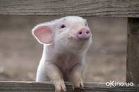 Кадр Паутина Шарлотты