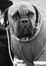 Баткас Сталлоне фото