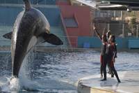 Кадр Ржавчина и кость