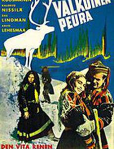 Белый олень