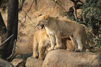 Кадр Африканское сафари 3D