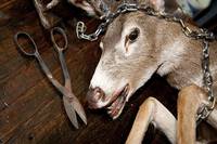 Кадр Ганнибал