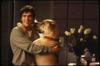 Кадр Правда о кошках и собаках