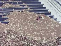 Кадр Золотая антилопа