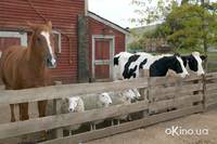 Кадр Паутина Шарлотты