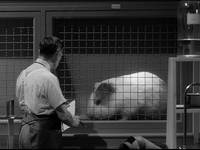 Кадр Тарантул