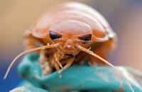 Кадр Вызов бездне 3D