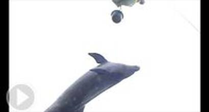 Промо-ролик №5